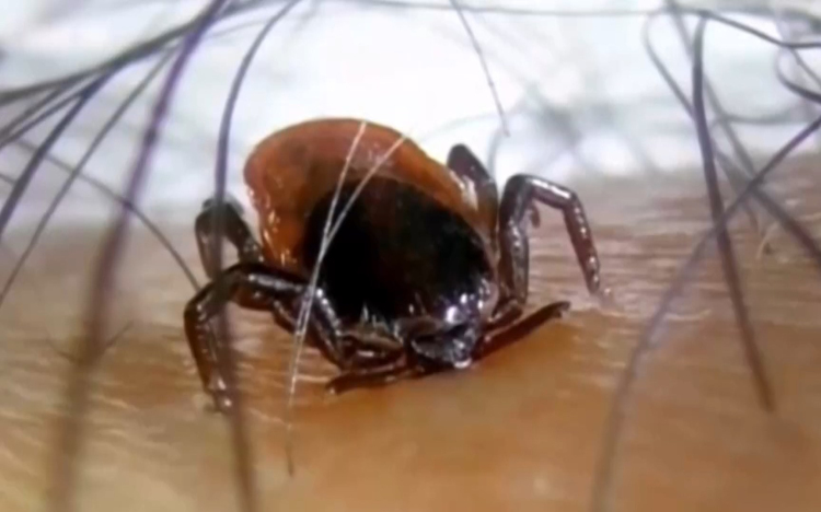 Súlyos betegeség előzhető meg az oltással