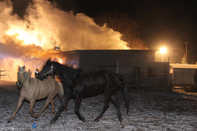 Égő istállóból mentették ki a lovat a rendőrök