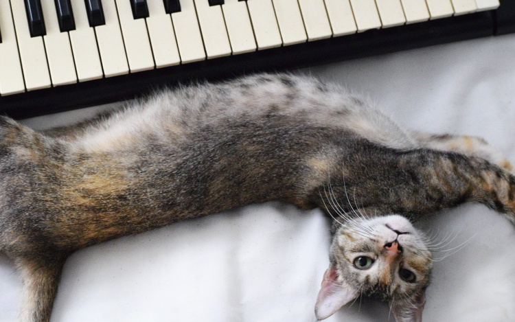 Zongorázni lehet a különbséget: ennyibe kerül most egy üdülőövezeti ingatlan