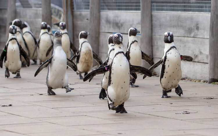 Jön az állati szerelmek hétvégéje