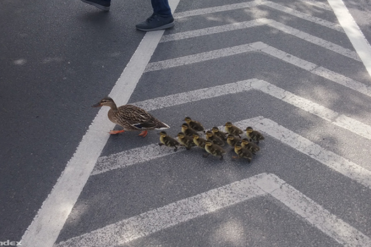 Leállt Budapest forgalma egy kacsacsalád miatt