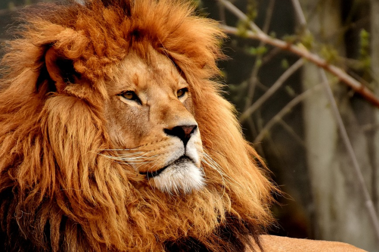 Egy kamasz maradványaira bukkantak egy pakisztáni állatkert oroszlánkifutójában