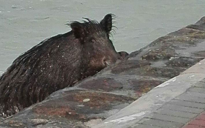 Vaddisznó strandolt a Balatonban-FOTÓK!