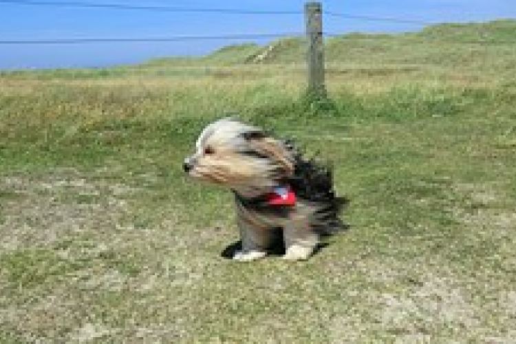 Országszerte gondokat okozott a szél és az eső