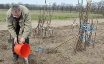 Gyümölcsfaültetési kisokos