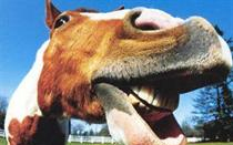 Lovakat szöktető ló