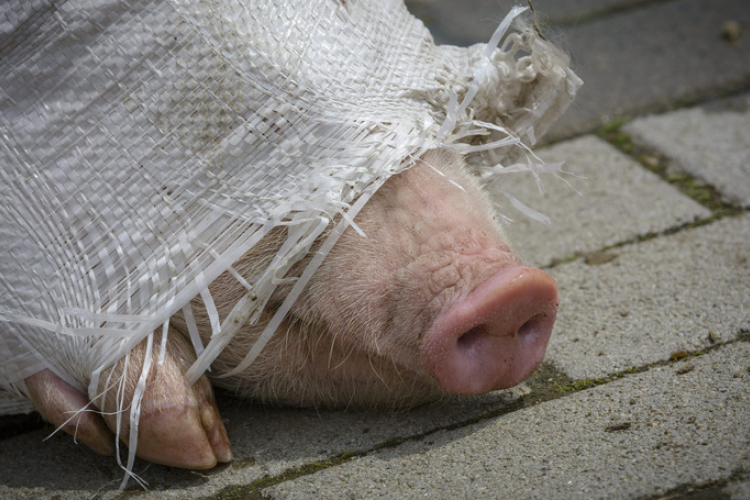 Több ország kitiltotta a magyar sertést