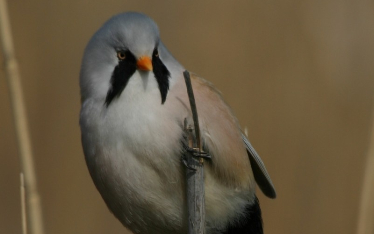 Megválasztották a 2023-as év madarát, kétéltűjét és lepkéjét