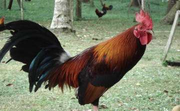 Háromnaponta tojik tojást egy kakas Indiában