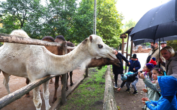 Fogyatékkal élők ünnepe a győri állatkertben