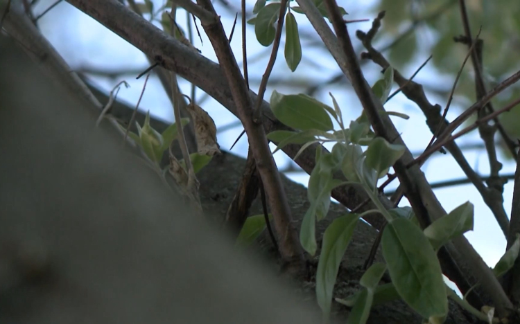A gyerekeket sem kíméli az allergia