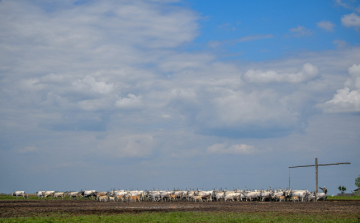 Több ezer hektár legelőt adnak bérbe a Hortobágyon lőszermentesítés után 