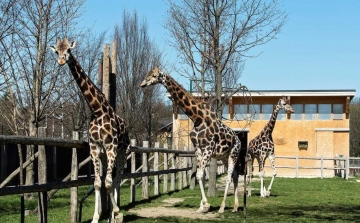 Májustól újra láthatók zsiráfok a Schönbrunni Állatkertben
