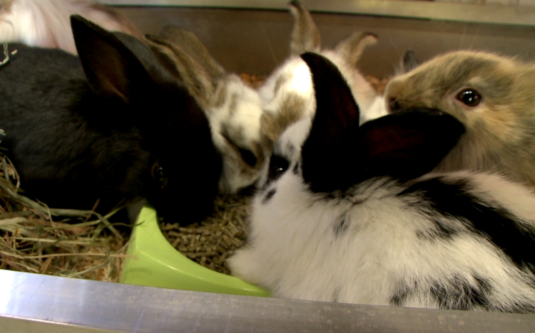 Nyulat csak felelősen vegyünk