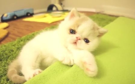  Legaranyosabb cicás videó -Kiscica, aki ugat 