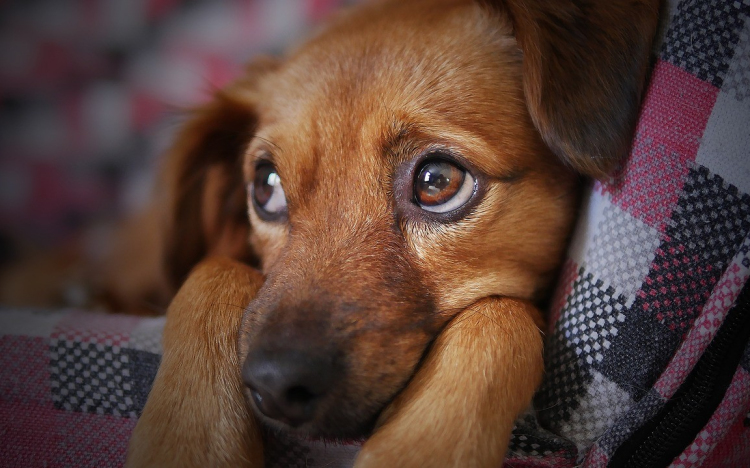 Segítség a civil állatmentőknek