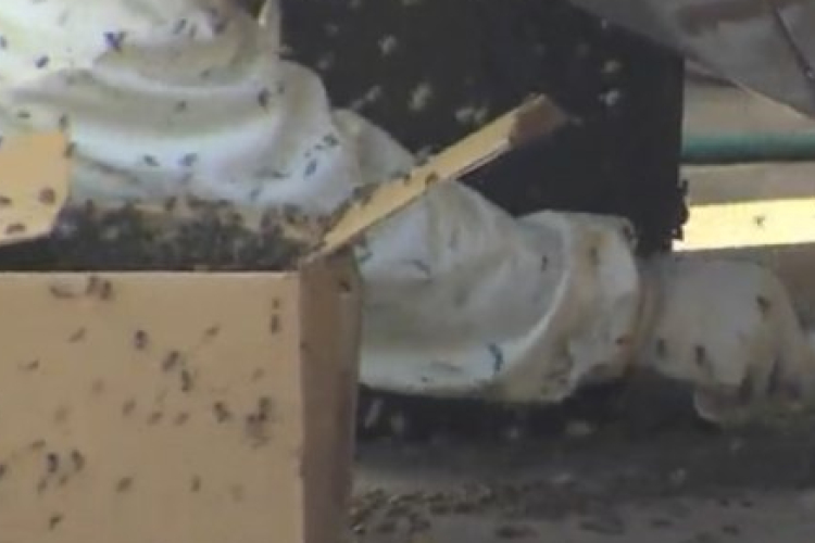 Darázsfészekkel akart szexelni, de belehalt