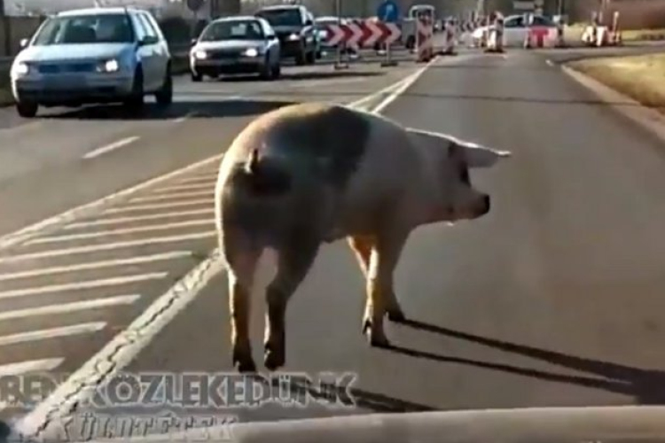Disznó sétált szemben a forgalommal Győrben 