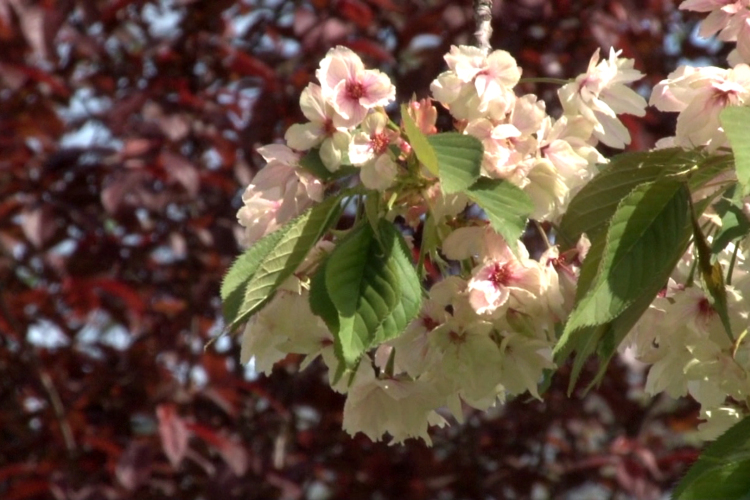 Nem kedvez a meleg az allergiásoknak