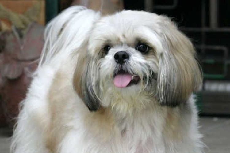 Az ebek szemöldöke elárulja, hogy örülnek gazdájuknak