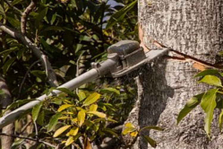 SZÜNET A KÖZTERÜLETI METSZÉSBEN