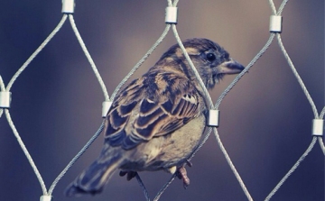 Az enyhe tél is veszélyes lehet a madárvilág számára