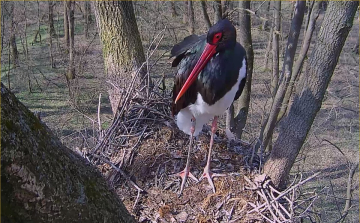 Tavaszi túrákat szerveznek a Gemencben