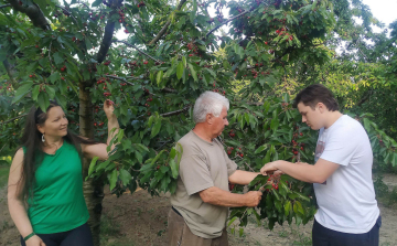 Gazdag termést hoztak a ravazdi cseresznyefák