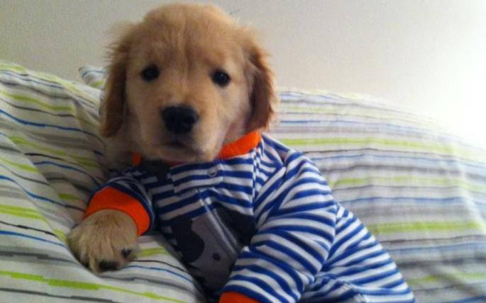 A vak golden retriever kiskutya már igazi sztár