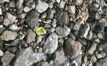 Drágakövek szóródnak szét a hawaii vulkánból