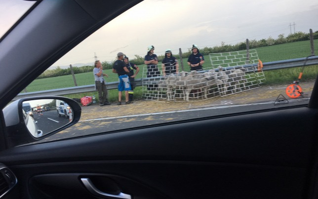 Elszabadultak a bárányok az autópályán