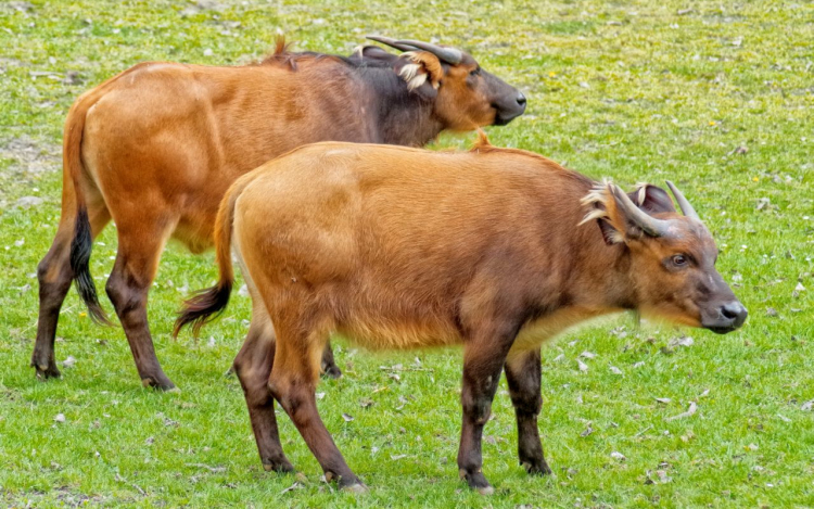 ÚJ LAKÓK AZ ÁLLATKERT AFRIKA KIFUTÓJÁBAN