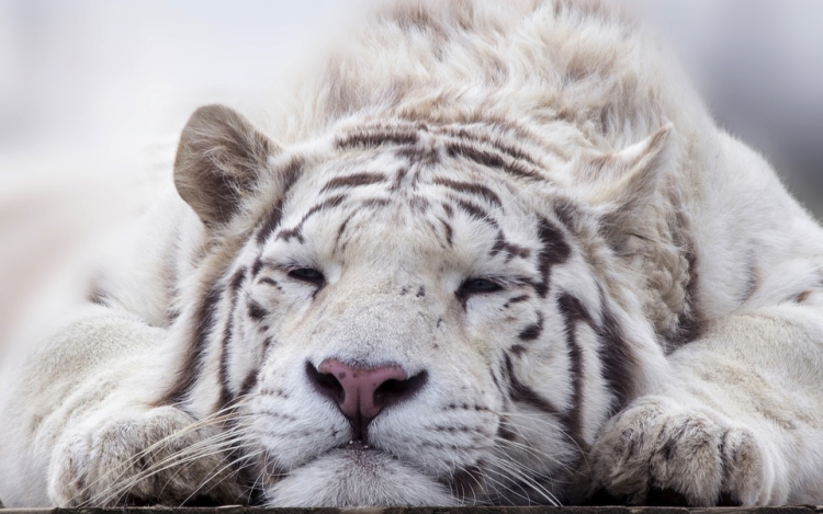 Ma van a Tigrisek Világnapja