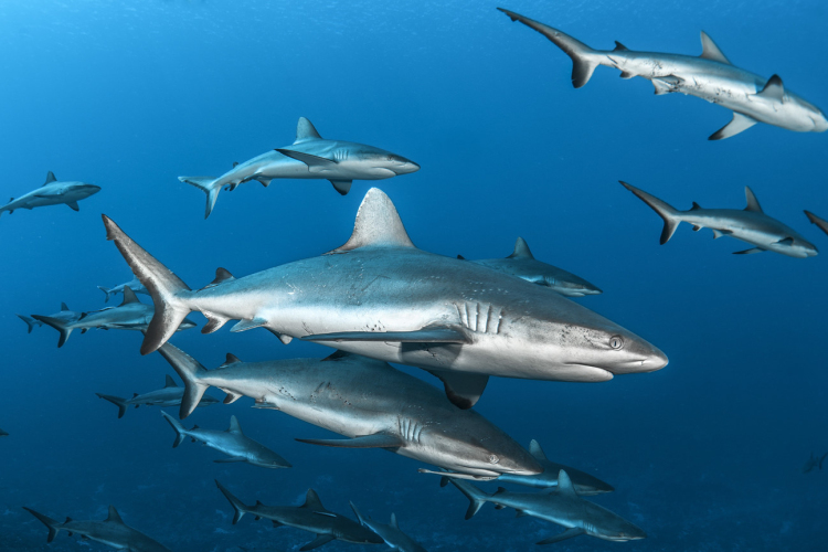 Veszélyeztetett fajú cápahúst szolgálnak fel a brit éttermekben