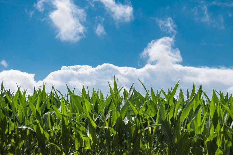 Alig esszük a kukoricát, pedig idén lesz belőle bőven