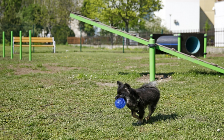 Különleges kutyajátszótér épült Győrben