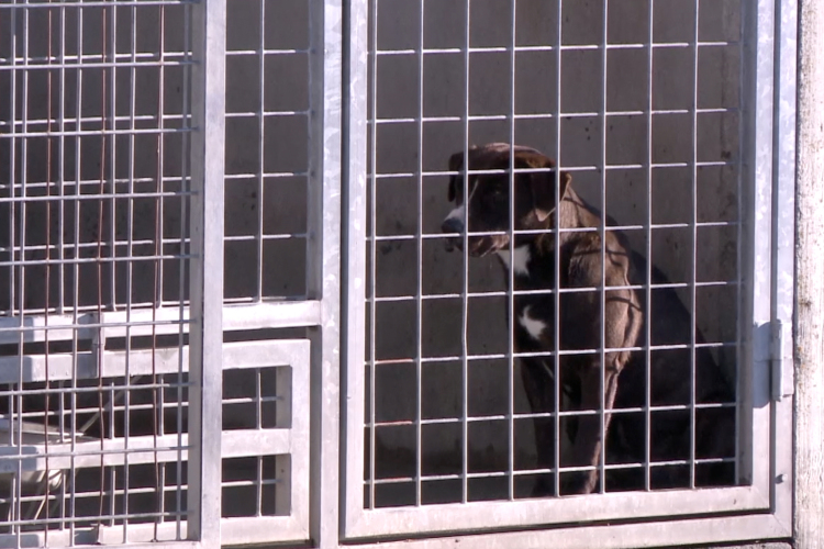 Nagyobb esély a kóbor kutyáknak