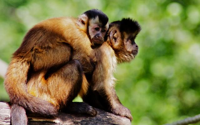 Árvíz - Visszaköltöztették az állatokat eredeti helyükre a győri állatkertben