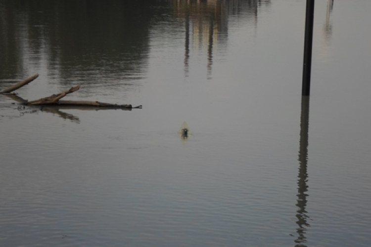 Árvíz - Komárom-Esztergom megyében 460-500 hektáron százszázalékos a termelők kára