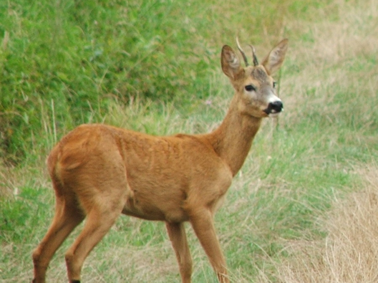 Dinamikusan növeli forgalmát a Matusz-Vad az osztrák piacon