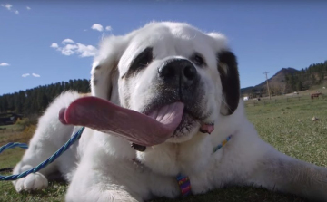 Íme a világ leghosszabb nyelvű kutyája
