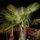 2013.05.01 Szerda Lapos Fotók.árpika