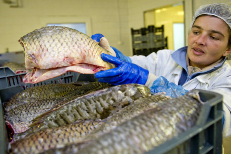 Olcsóbbért vásárolhatunk halat