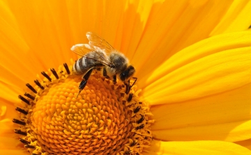 Több mint 300 méhészet jelzett méhpusztulást