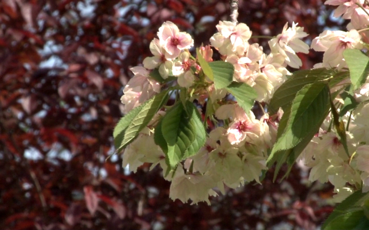 Nem kedvez a meleg az allergiásoknak