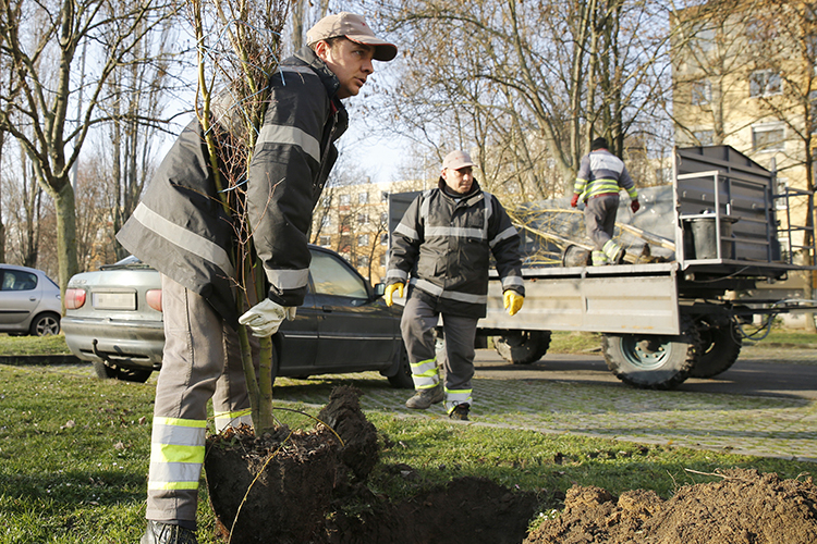 FAÜLTETÉS ADYVÁROSBAN