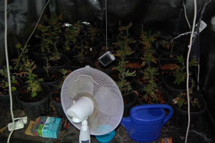 Dugig volt fűvel a soproni férfi padlása – Videó!