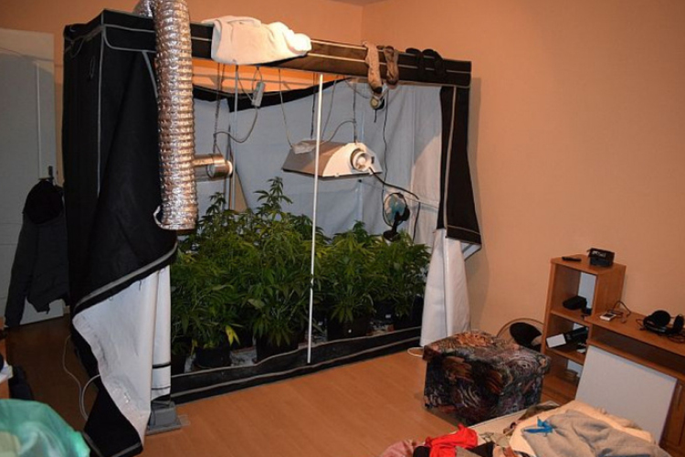 150 tő kenderültetvényt és vegyszereket foglaltak le egy hódmezővásárhelyi házban