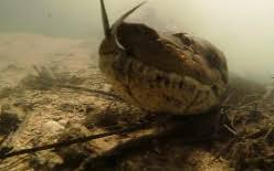 Hatalmas anakondával találkoztak a búvárok