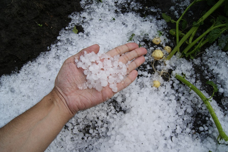 Szinte teljesen letarolta a mátrai borvidéket a jégeső